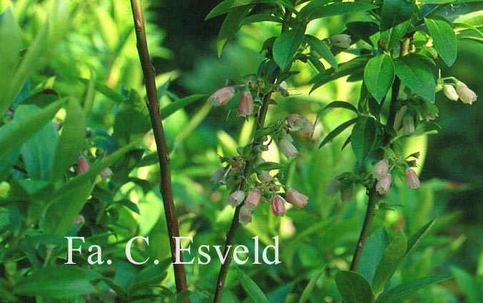 Vaccinium arctostaphylos