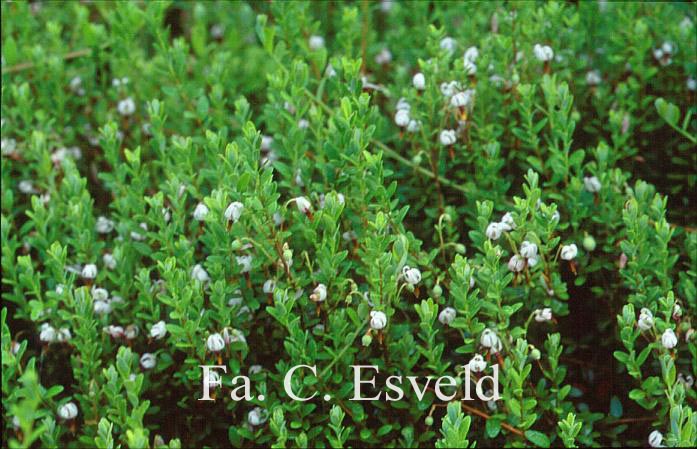 Vaccinium macrocarpon 'Pilgrim'