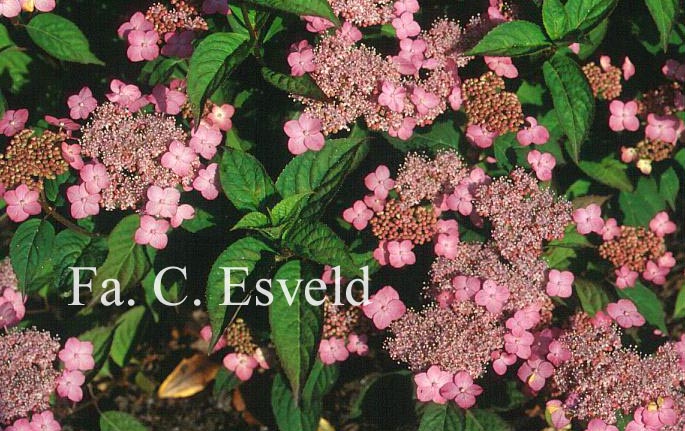 Hydrangea serrata 'Mont Aso'