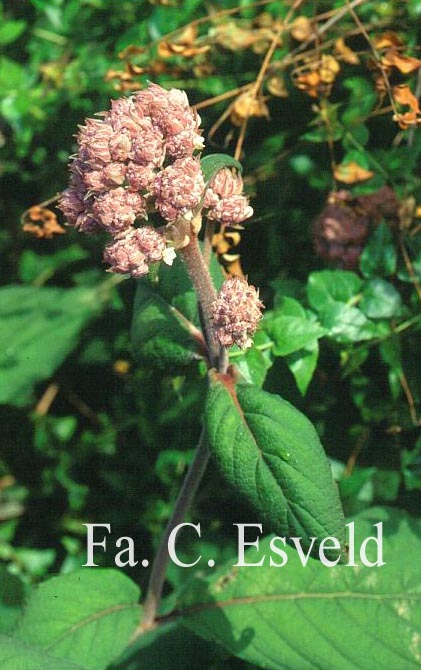 Hydrangea aspera 'Macrophylla'