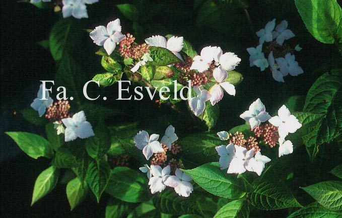 Hydrangea serrata 'Grayswood'