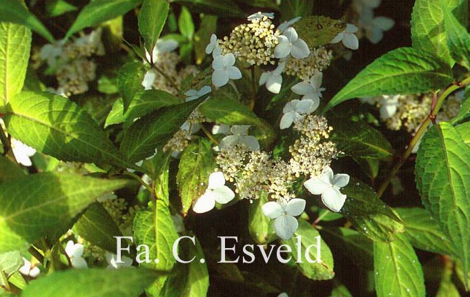 Hydrangea scandens