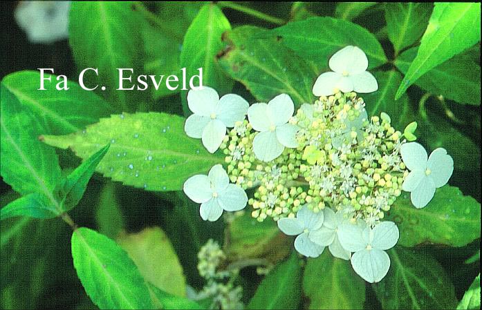 Hydrangea scandens