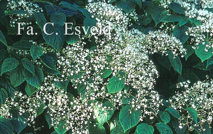 Viburnum betulifolium