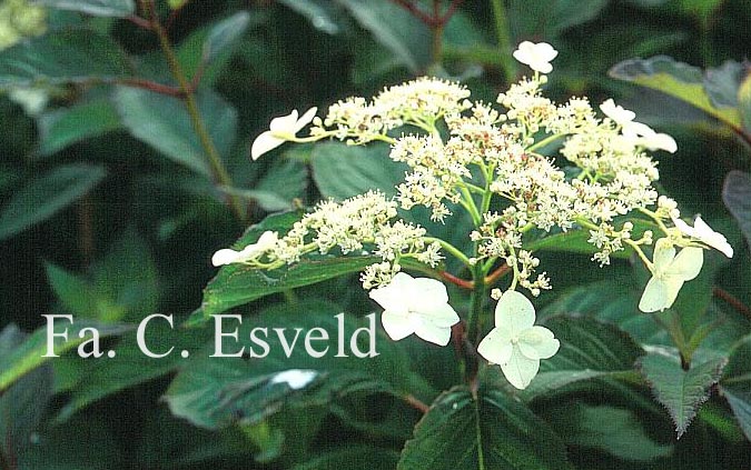 Hydrangea heteromalla 'Snowcap'