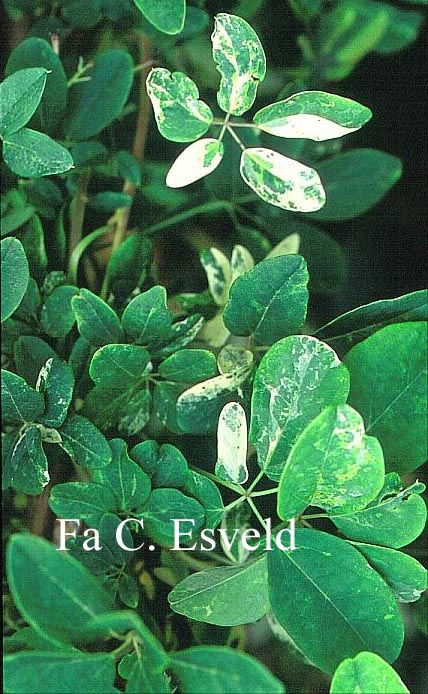 Akebia quinata 'Variegata'