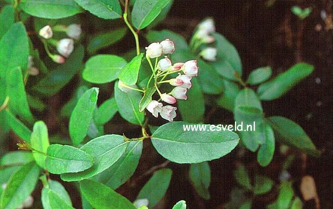 Zenobia pulverulenta 'Raspberry Ripple'