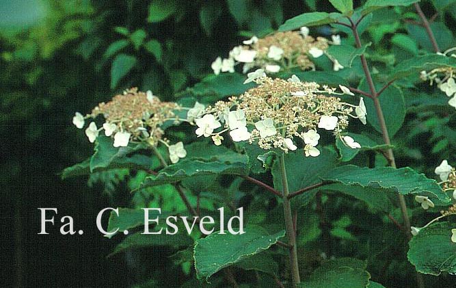 Hydrangea heteromalla