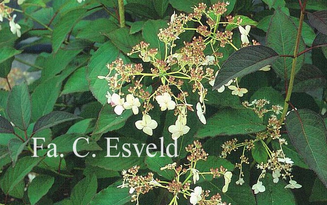 Hydrangea heteromalla 'Snowcap'