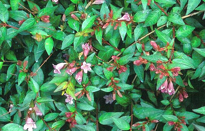 Abelia 'Edward Goucher'