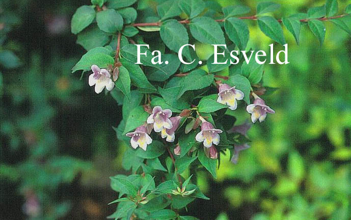 Abelia engleriana