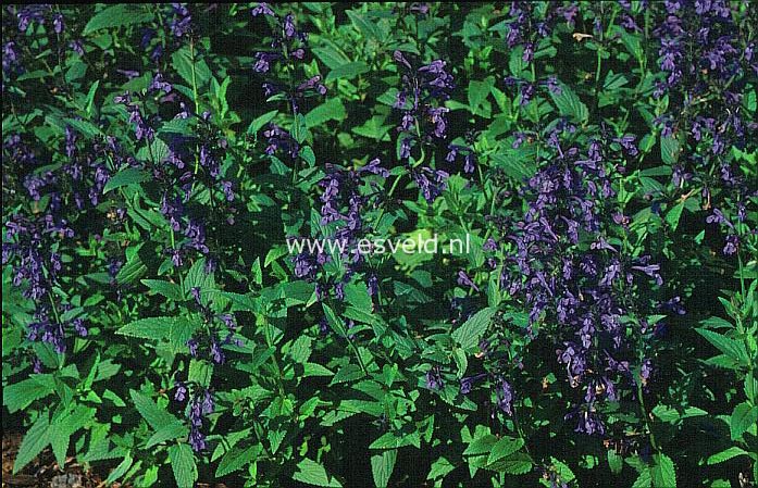 Nepeta sibirica 'Souvenir d'Andre Chaudron'