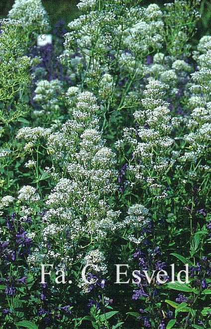 Centranthus ruber 'Albus'