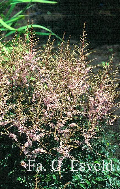 Astilbe 'Hennie Graafland'