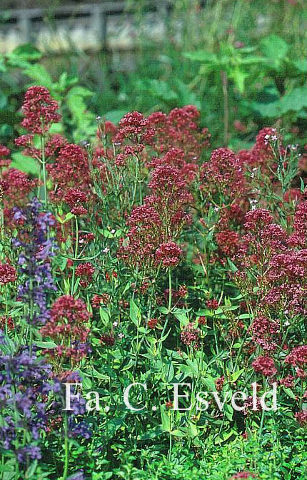 Centranthus ruber 'Coccineus'