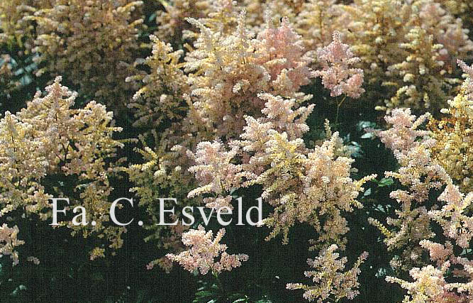 Astilbe 'Peach Blossom'