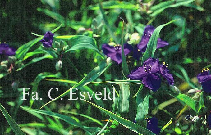 Tradescantia andersoniana 'Zwanenburg Blue'