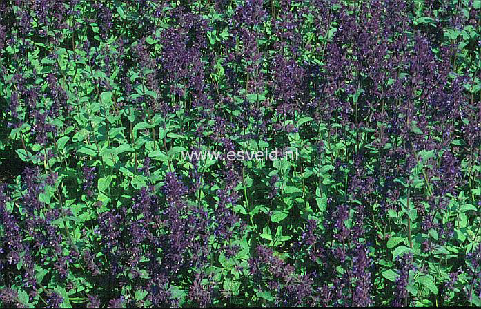 Nepeta racemosa 'Grog'
