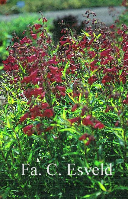 Penstemon 'Andenken an F. Hahn' (GARNET)