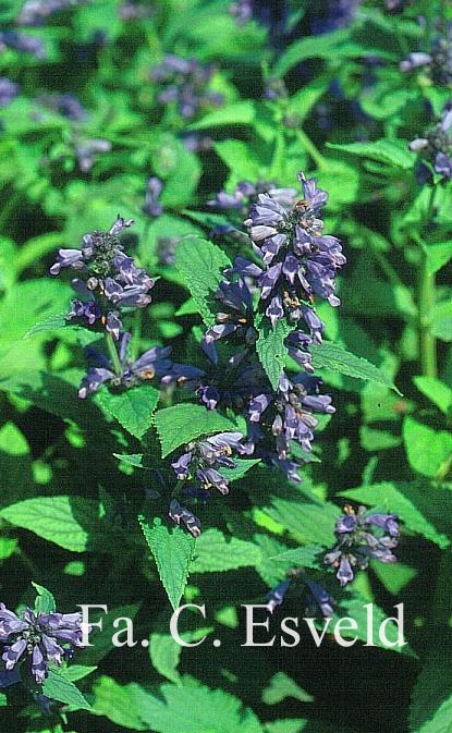 Nepeta subsessilis