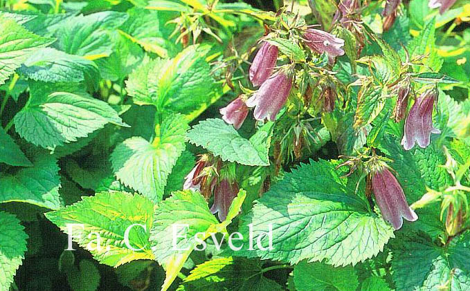 Campanula 'Elizabeth'