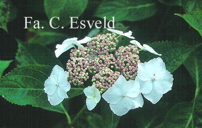 Hydrangea macrophylla 'Tokyo's Delight'