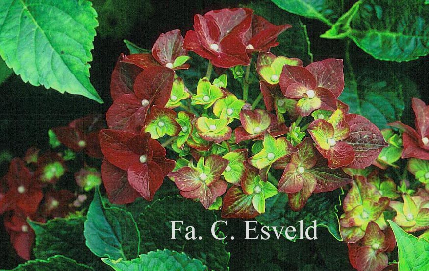 Hydrangea macrophylla 'Green Shadow'