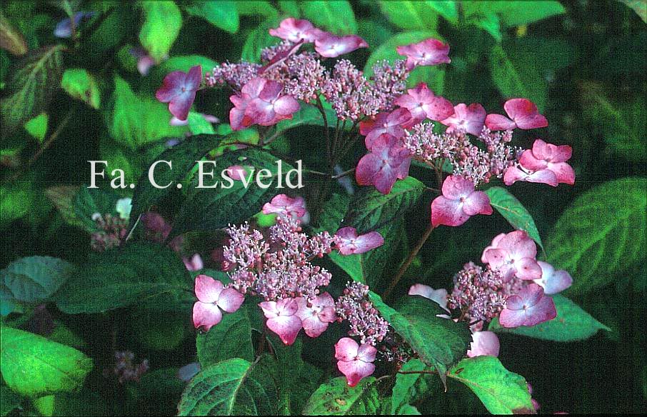 Hydrangea serrata 'Grayswood'