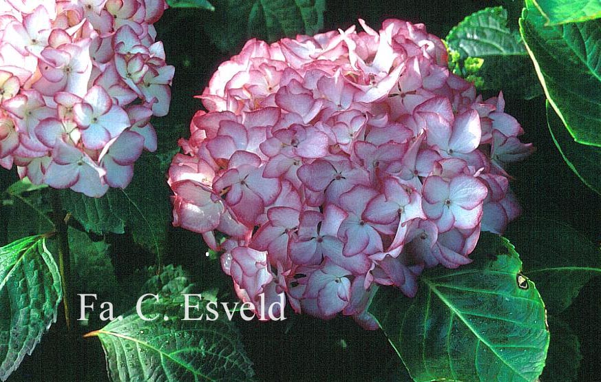 Hydrangea macrophylla 'Mirai'