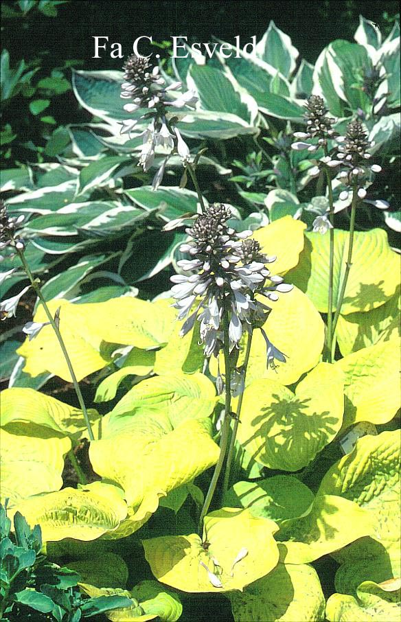 Hosta 'Zounds'