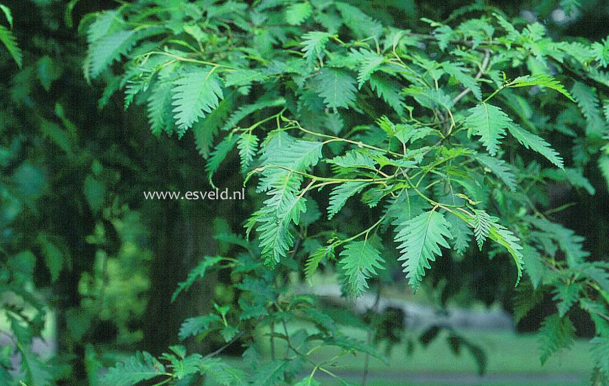 Alnus rubra 'Pinnatisecta'