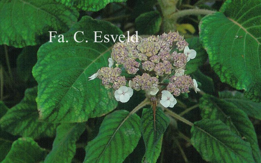 Hydrangea aspera sargentiana