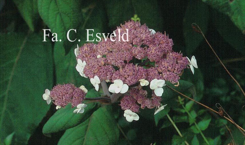 Hydrangea aspera 'Macrophylla'