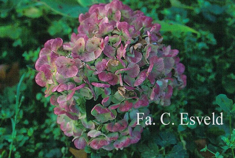 Hydrangea macrophylla 'Holibel' (HOVARIA)