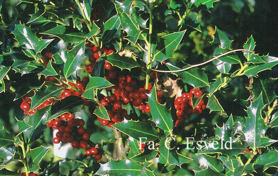 Ilex aquifolium 'Alaska'