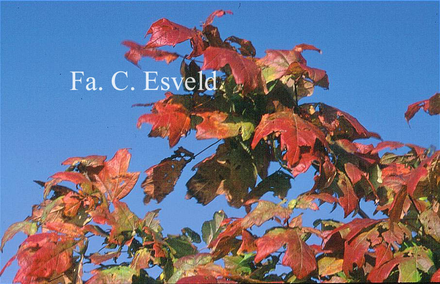 Acer saccharum ssp. floridanum