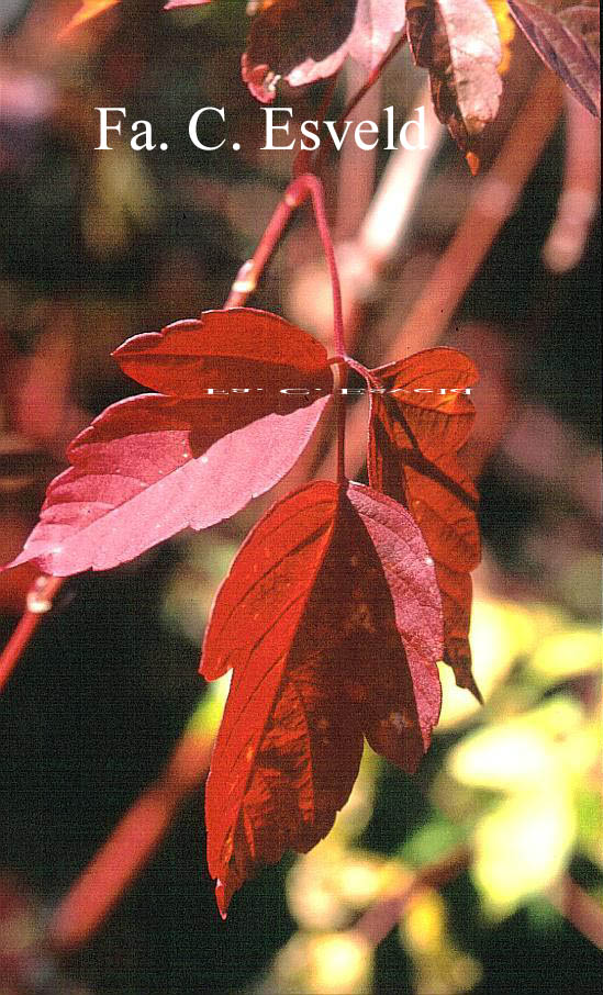 Acer negundo 'Sensation'