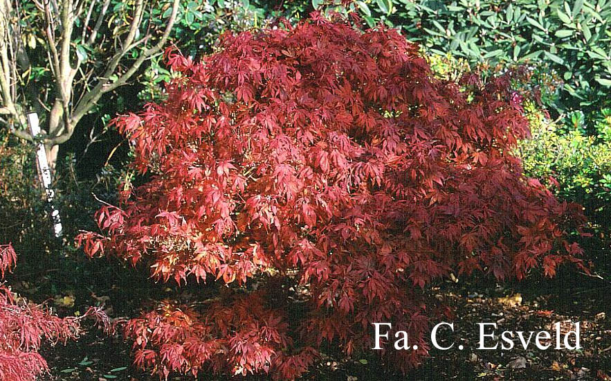 Acer palmatum 'Oregon Sunset'