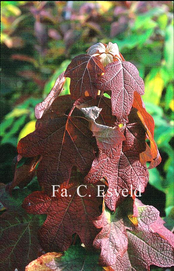 Hydrangea quercifolia 'Flemigea' (SNOWQUEEN)