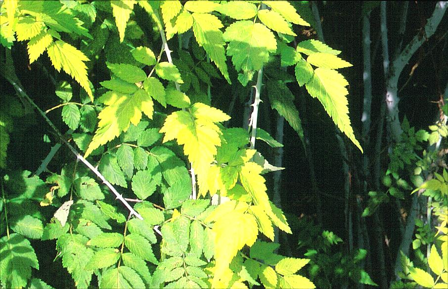 Rubus cockburnianus 'Golden Wall'