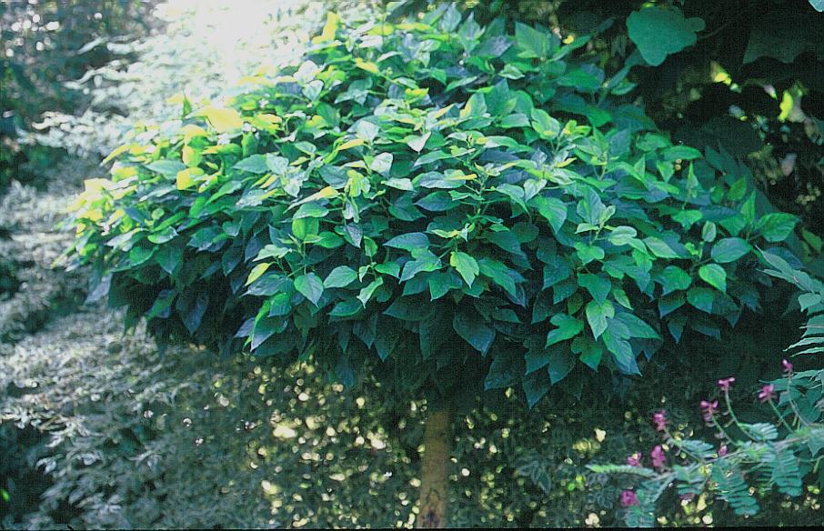 Morus alba 'Nana'