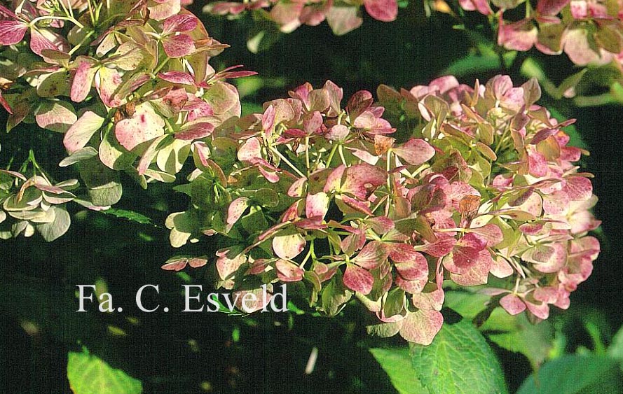 Hydrangea macrophylla 'Soeur Therese'
