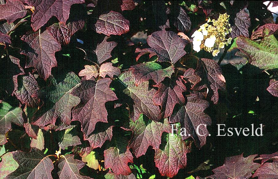 Hydrangea quercifolia 'Burgundy'