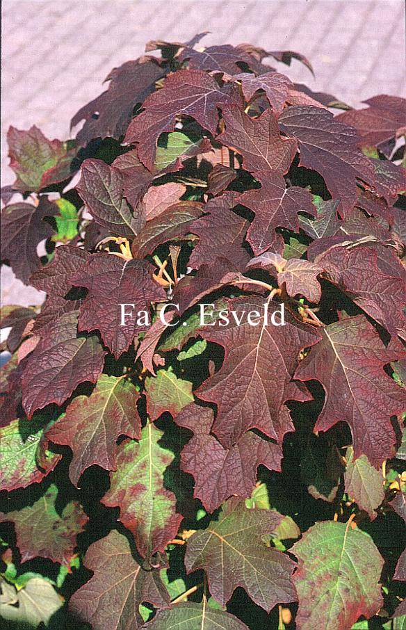 Hydrangea quercifolia 'Burgundy'