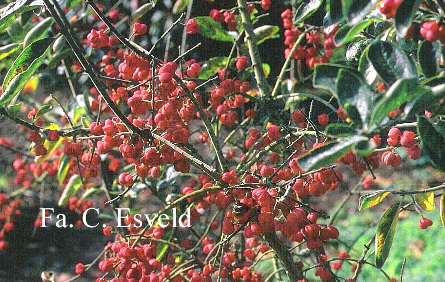 Euonymus velutinus