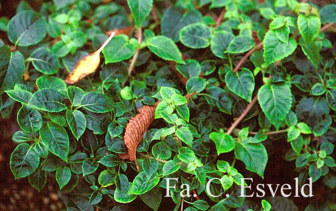 Hydrangea anomala