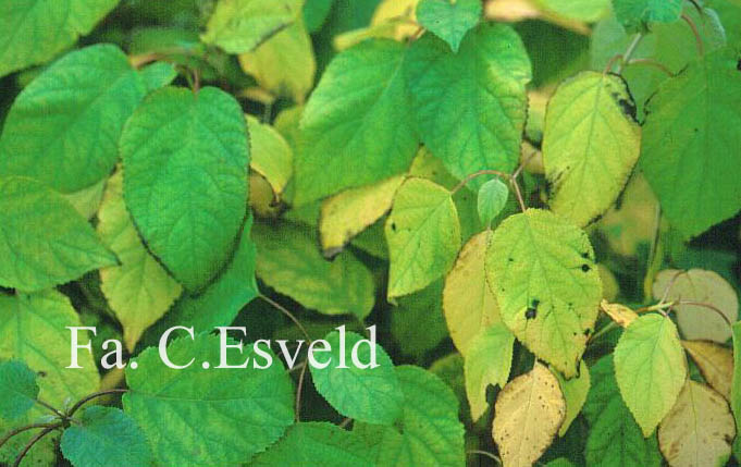 Hydrangea arborescens 'Bounty'