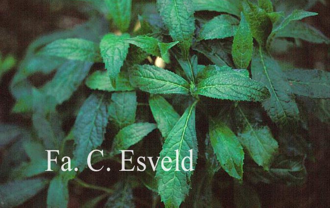 Hydrangea scandens chinensis f. angustipetala (12648)
