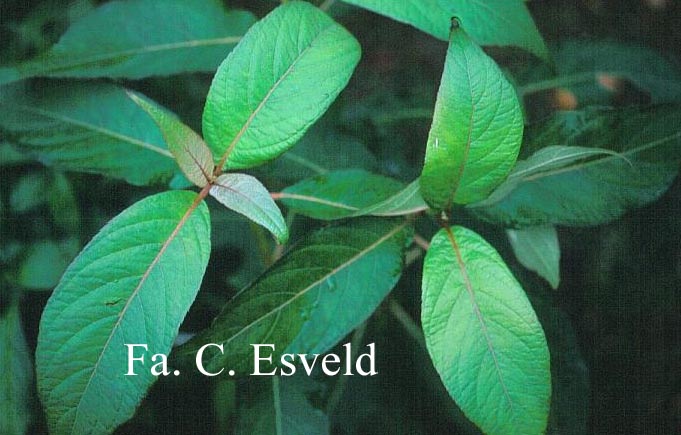 Hydrangea longifolia