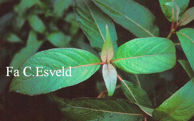 Hydrangea longifolia